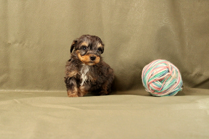 puppy, for, sale, Mini Bernedoodle F2, Matthew B. Stoltzfus, dog, breeder, Gap, PA, dog-breeder, puppy-for-sale, forsale, nearby, find, puppyfind, locator, puppylocator, aca